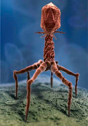 Pamtallazo de bacteriofagos - Quilo de Ciencia - CienciaEs.com