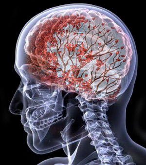 No hay neurogénesis en adultos - Cierta Ciencia podcast - CienciaEs.com