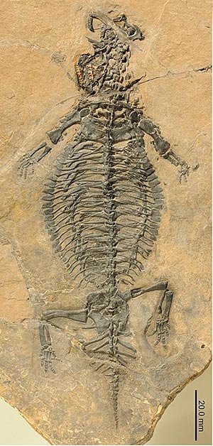 Eusaurosphargis - Zoo de Fósiles podcast - CienciaEs.com