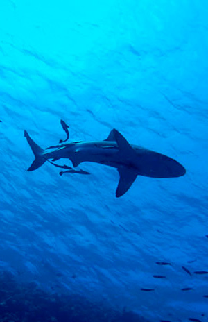 Tiburones contra el infarto - Quilo de Ciencia podcast - CienciaEs.com