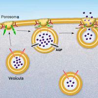 Sinapsis y porosomas - Quilo de Ciencia Podcast - CienciaEs.com
