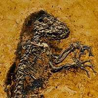 Yacimiento de Messel - Zoo de fósiles podcast - CienciaEs.com