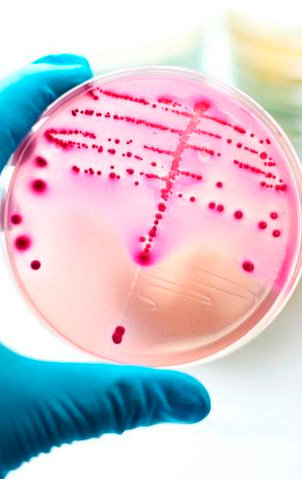 Resistencia a los antibióticos - Quilo de Ciencia podcast - CienciaEs.com