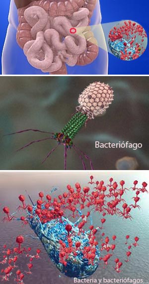 Virus, bacterias y su intestino - Quilo de Ciencia