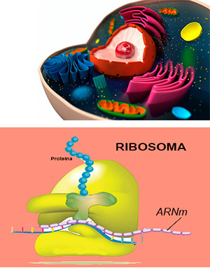 Ribosoma - Quilo de Ciencia podcast - CienciaEs.com