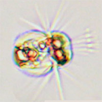 Mesodinium rubrum - Océanos de Ciencia podcast - Cienciaes.com