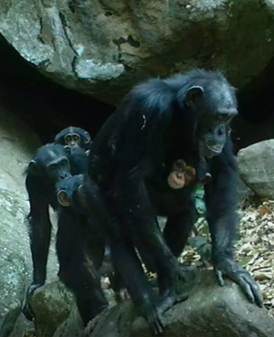 Chimpancés de sabana - Hablando con Científicos podcast - Cienciaes.com