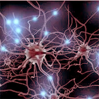 Diferencia entre nuestras neuronas y las de otros mamíferos - CienciaEs.com