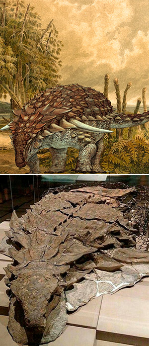 : Borealopelta, un dinosaurio acorazado muy bien conservado. |  Podcasts de Ciencia