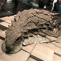 Borealopelta - Zoo de Fósiles podcast - Cienciaes.com
