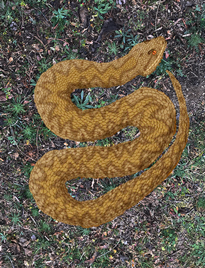 Serpientes gigantes - Zoo de Fósiles podcast - Cienciaes.com