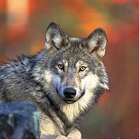 Domesticación del lobo - Quilo de Ciencia podcast - Cienciaes.com