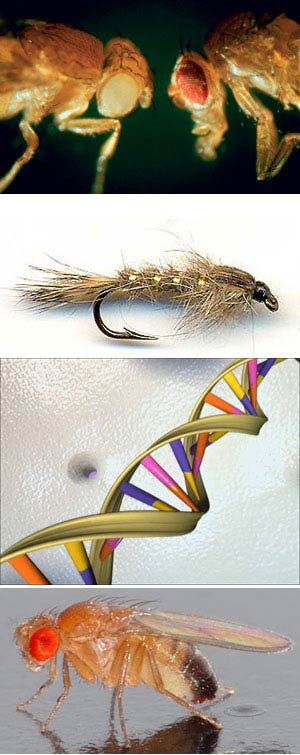Pesca de genes con mosca - Quilo de ciencia
