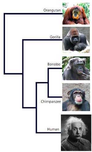 chimpanzómica - Quilo de Ciencia podcast - Cienciaes.com