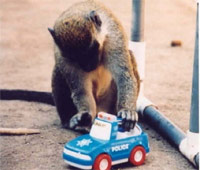 A los monos les gustan los camiones . Quilo de Ciencia podcast