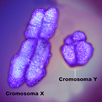 Cromosoma Y secuenciado - Quilo de Ciencia - Cienciaes.com