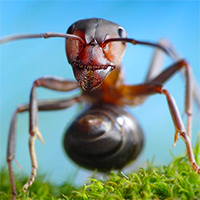 Hormiga zombi - Quilo de Ciencia Podcast - Cienciaes.com
