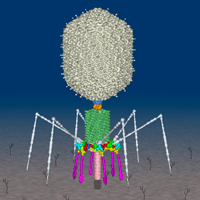 Bacteriofagos - Quilo de Ciencia Podcast - Cienciaes.com