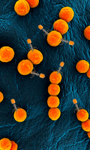 Antibióticos Y Bacteriófagos. - Quilo de Ciencia podcast - Cienciaes.com