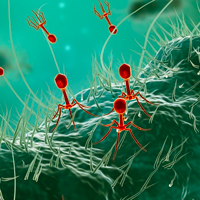 Antibióticos Y Bacteriófagos. - Quilo de Ciencia podcast - Cienciaes.com