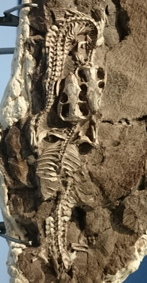 La madriguera - Zoo de Fósiles - Cienciaes.com