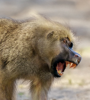 Dinopithecus - Zoo de Fósiles podcast - Cienciaes.com