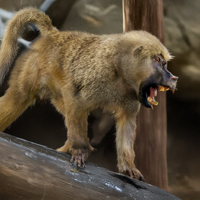 Dinopithecus - Zoo de Fósiles podcast - Cienciaes.com