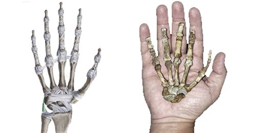 Ligamentos de la muñeca - Hablando con Científicos - Cienciaes.com