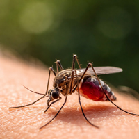 mosquito y sange - Quilo de Ciencia podcast - Cienciaes.com