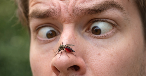 mosquito y sange - Quilo de Ciencia podcast - Cienciaes.com