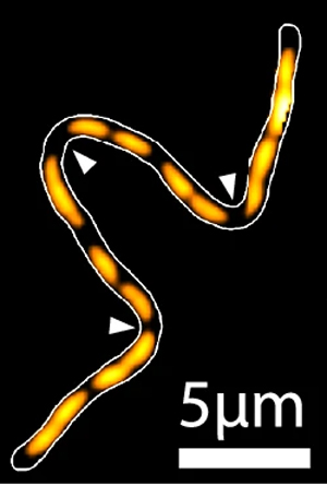 Memoria mecánica de las bacterias - Hablando con Científicos - Cienciaes.com