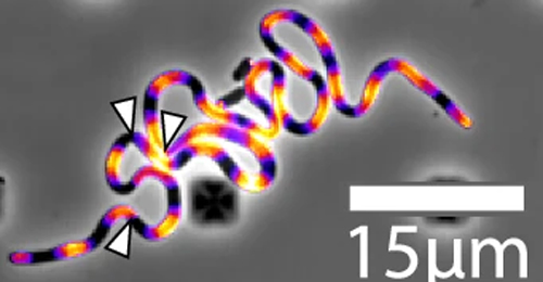 Memoria mecánica de las bacterias - Hablando con Científicos - Cienciaes.com
