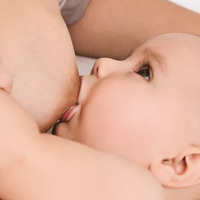 Evolución de los pezones - Quilo de Ciencia - Cienciaes.com