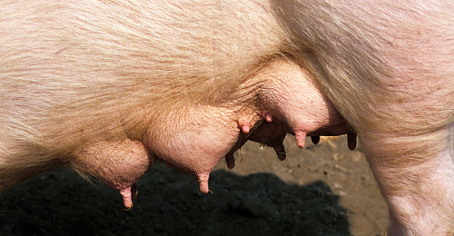 Evolución de los pezones - Quilo de Ciencia - Cienciaes.com