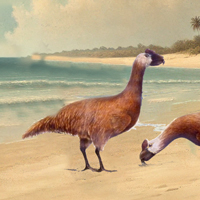 Silvionitidos -Zoo de Fósiles podcast - Cienciaes.com