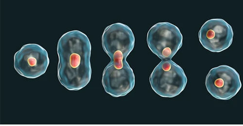 Células madre cancerosas- Hablando con Científicos podcast - Cienciaes.com