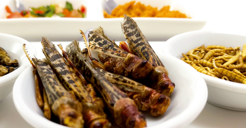 Insectos comestibles - Hablando con Científicos podcast - Cienciaes.com