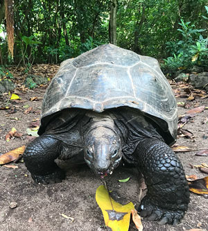 Tortugas - Hablando con Científicos podcast - Cienciaes.com