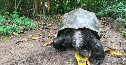 Tortugas - Hablando con Científicos podcast - Cienciaes.com