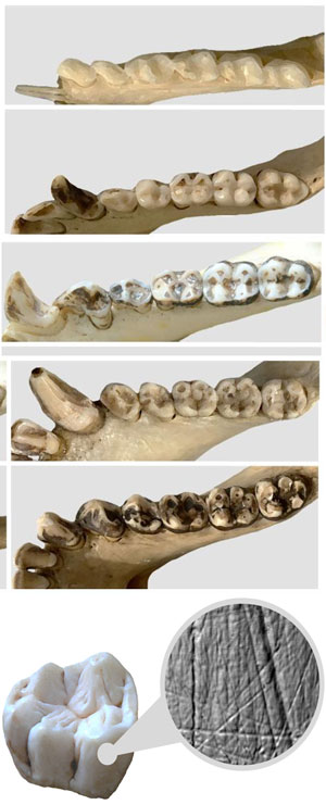 Ecología dental - Hablando con Científicos - Cienciaes.com