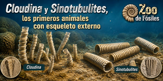Cloudina y Sinotubulites - Zoo de Fósiles podcast - Cienciaes.com