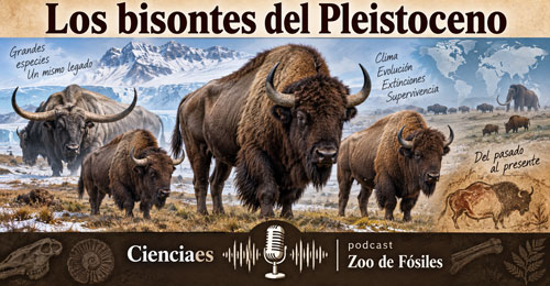 Bisontes - Zoo de Fósiles podcast - Cienciaes.com