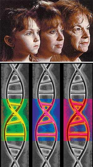 Epigenética del envejecimiento - Quilo de ciencia - cienciaes.com