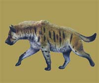 Pachicrocuta - Zoo de fósiles podcast - cienciaes.com